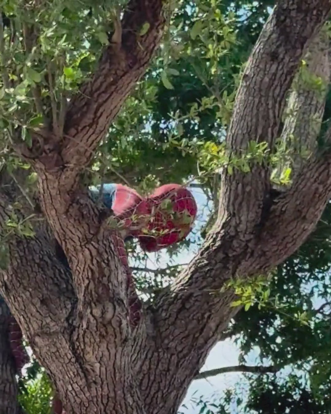 Spider-Man Performance for Kids' Parties & Events | Imagine Occasions